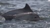 Des dauphins nageant près des côtes brésiliennes, le 11 janvier 2018.