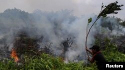 A man puts out a fire using a tree branch at a fire field in Pekanbaru, Indonesia's Riau province, Jan. 18, 2017, in this photo taken by Antara Foto. 