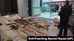 In this Jan. 9, 2020, photo provided by the Anti-Poaching Special Squad, police look at items seized from store suspected of trafficking wildlife in Guangde city in central China's Anhui Province.