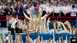 Trung quốc chuẩn bị đốt các mặt hàng bằng ngà voi trong một buổi lễ tại Bắc Kinh ngày 29/5/2015. 