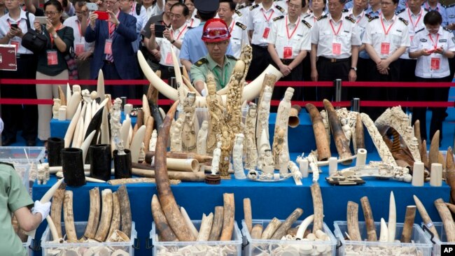 中国官员在北京参加一个销毁象牙制品的仪式 (2015年5月29日)