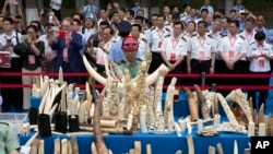 中国官员在北京举行的一个仪式上观看工人准备销毁象牙制品 （2015年5月29日）