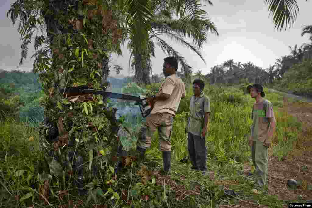 Rudi Putra mengawasi tim perbaikan hutan menebang pohon kelapa sawit di Ekosistem Leuser di Indonesia. (Goldman Environmental Prize)