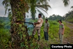 Rudi Putra supervises a forest restoration team cutting down a palm oil tree in the Leuser Ecosystem, Indonesia. (Goldman Environmental Prize)