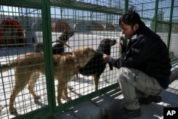 A Tehran's urban animal control worker treats stray dogs at Aradkouh Stray Dogs Shelter in a southern outskirt of the capital Tehran, Iran, March 5, 2017.