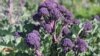 A new variety of purple broccoli. (Photo: Courtesy of Micaela Colley, Organic Seed Alliance)
