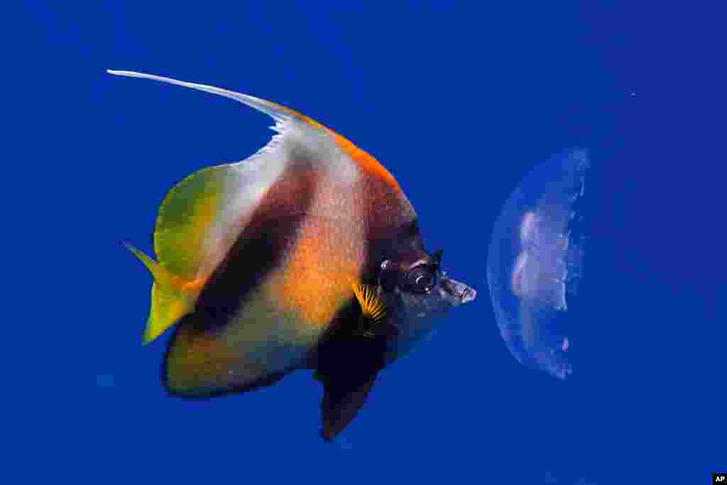 A fish eats a dead jellyfish near the surface of the Red Sea in the resort town of Sharm el-Sheikh, south Sinai, Egypt, June 28, 2015.