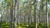 طرح دولت آمریکا برای احیای جنگل‌ها؛ یک میلیارد درخت کاشته می‌شود
