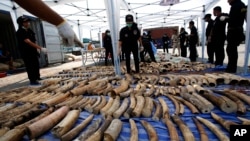 Thai officers display seized ivory at Port of Bangkok headquarters in Bangkok, Thailand, April 20, 2015.