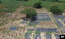 Black, plastic sheets cover a banana plantation hit by a disease that ravages the crops on a plantation near Riohacha, Colombia, Thursday, Aug. 22, 2019. (AP Photo/Manuel Rueda)