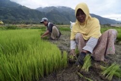 Para petani menyiapkan benih padi untuk ditanam di sebuah desa di Kabupaten Sigi, Sulawesi Tengah, 26 Januari 2016. (Foto: Antara via Reuters)