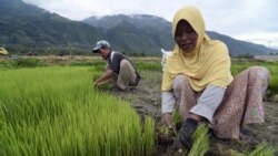 Le Gabon mise sur la riziculture pour atteindre l'autosuffisance alimentaire