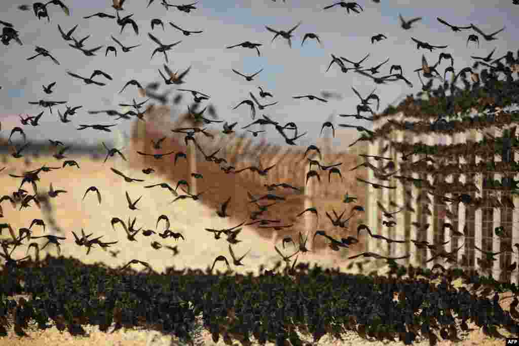 Ribuan burung jalak memadati lembah Yordania dekat perbatasan Yordania-Israel.