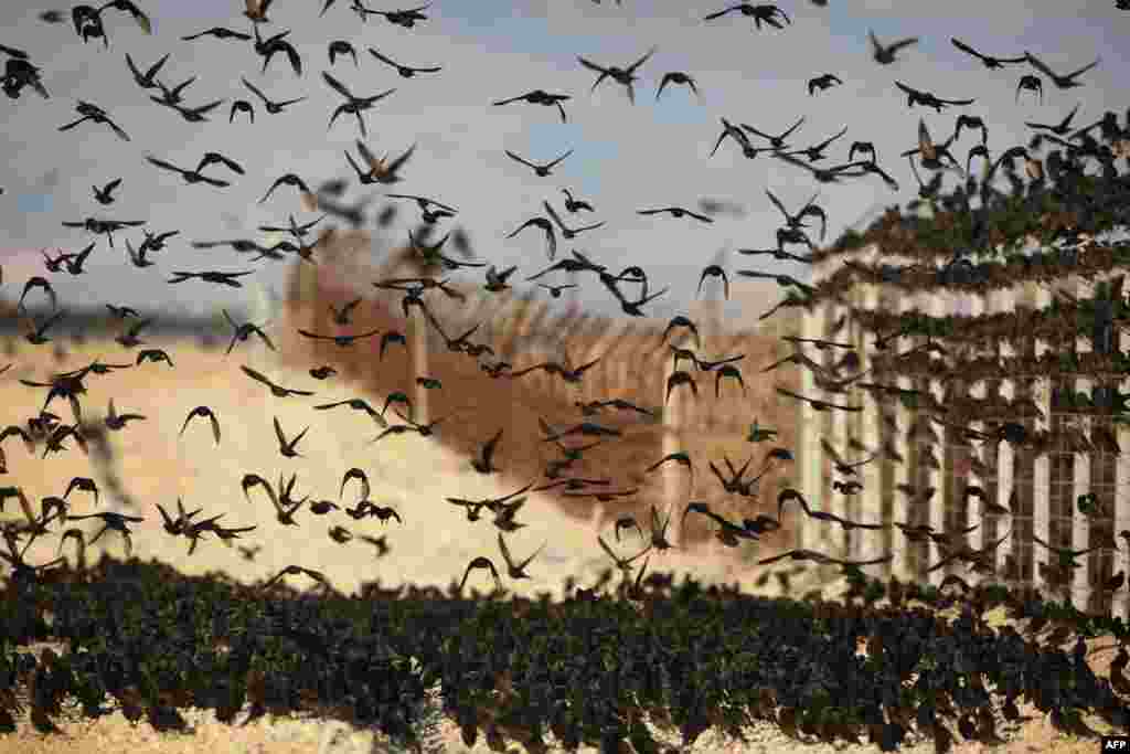 Starlings fly around the Israeli-Jordan border fence in the Jordan Valley in the West Bank, Jan. 22, 2017.