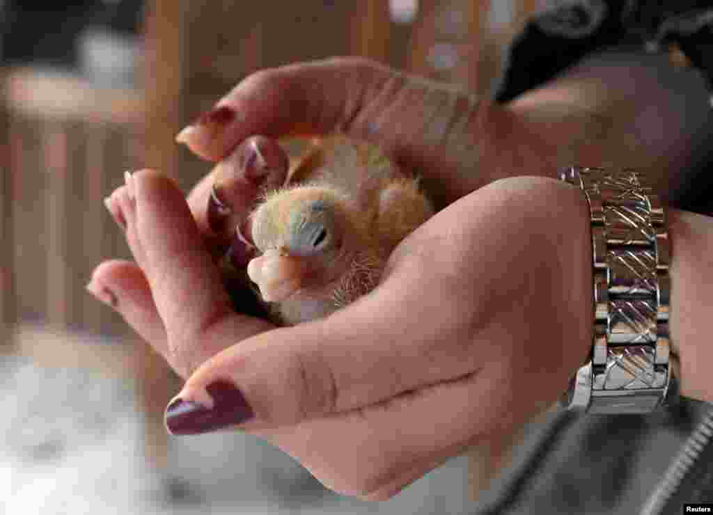 یک زن، نوزاد یک کبوتر تازه متولد شده را در شهر قاهره مصر در دست گرفته است. &nbsp;