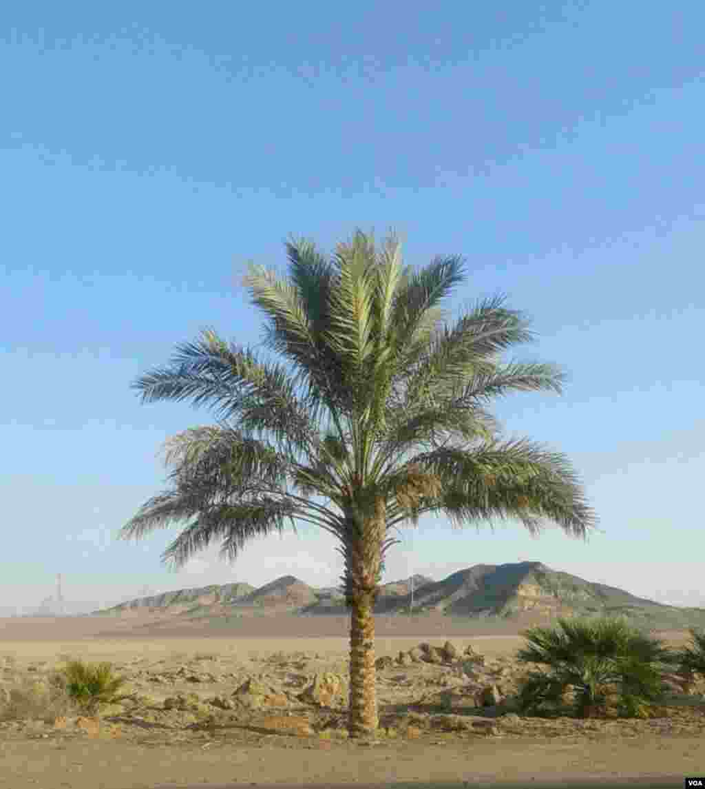 نخل خرما شهر بافق عکس: محمد (ارسالی شما)