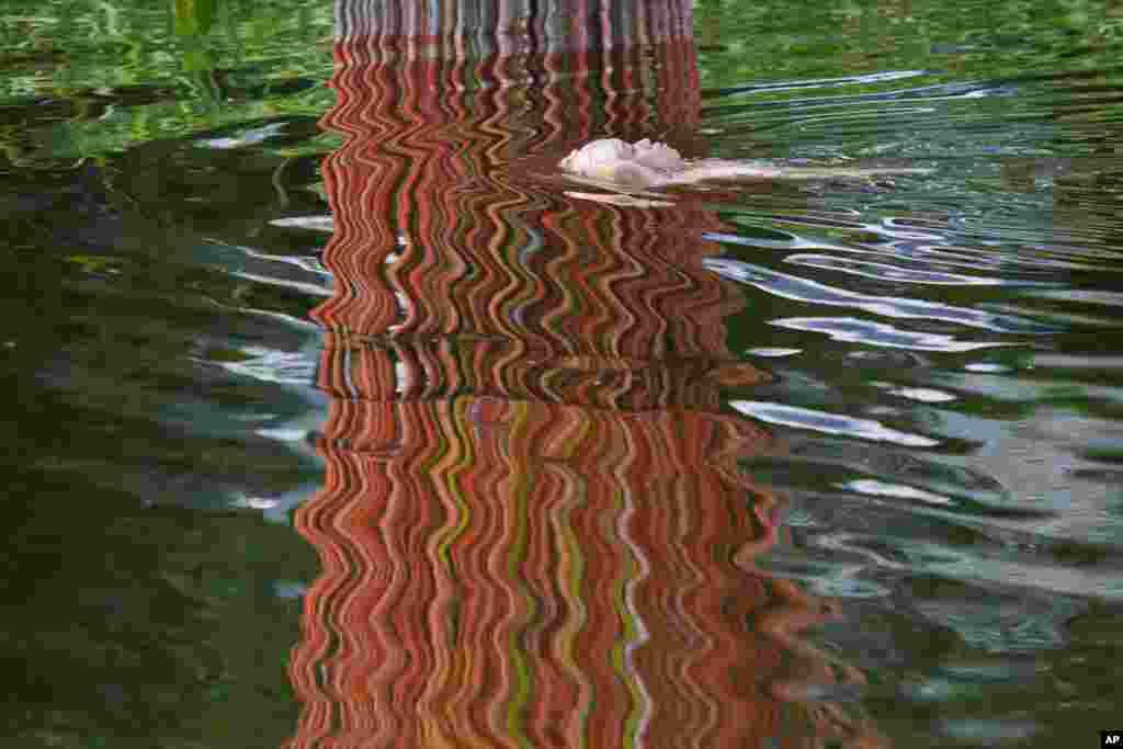 Một người đàn ông nằm ngửa nổi trên mặt nước trôi ngang qua hình phản chiếu một tác phẩm điêu khắc được dựng bên bờ sông ở Bắc Kinh.