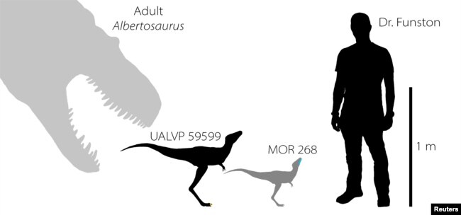 An illustration shows the silhouettes of two baby tyrannosaurs from the Cretaceous Period of North America based on partial fossils unearthed in the U.S. state of Montana and in the Canadian province of Alberta, with the silhouettes of University of Edinburgh scientist Greg Funston and an adult Albertosaurus shown to provide a size comparison. Greg Funston/University of Edinburgh/Handout via REUTERS