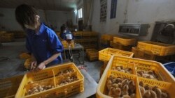Workers vaccinate chicks with the H9 bird flu vaccine at a farm in Changfeng county, Anhui province, April 14, 2013. (Reuters)