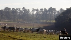 Zebu cattle are seen in a farm in Paulinia, Brazil, June 30, 2017. The Climate Smart Cattle Ranching scheme is seeking to raise $200 million for projects designed to restore damaged grazing land and reduce deforestation.