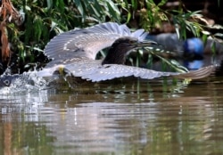 Seekor burung migran di sungai Wazzani dekat Khiam, Lebanon selatan, 4 September 2016. (Foto: dok).