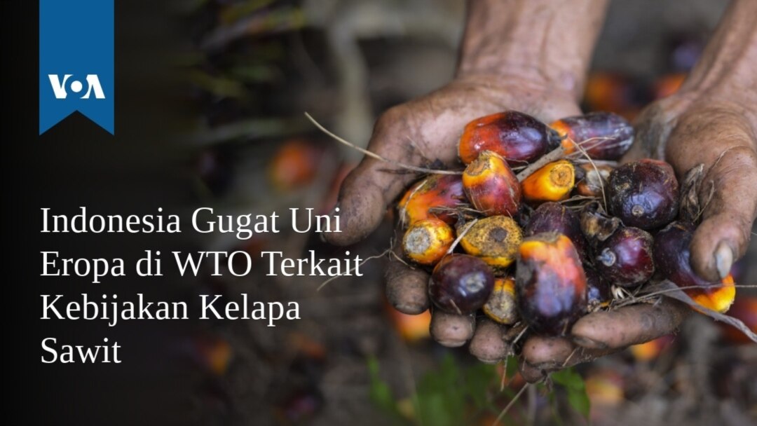 Indonesia Gugat Uni Eropa Di Wto Terkait Kebijakan Kelapa Sawit
