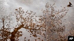 A bird sits in a puddle as a cherry blossom tree with buds and blossoms is reflected in the water, Monday, April 2, 2018, at the tidal basin in Washington.