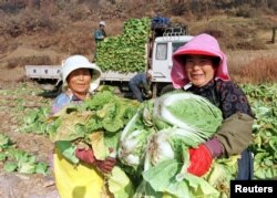 Pekerja perempuan Korea Selatan memanen kubis yang akan digunakan untuk membuat Kimchi di sebuah peternakan dekat Korea Selatan bagian utara. (Foto: Reuters)