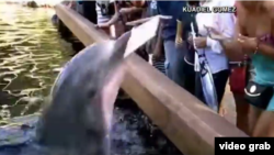 A dolphin is seen grabbing an iPad at a Florida SeaWorld.