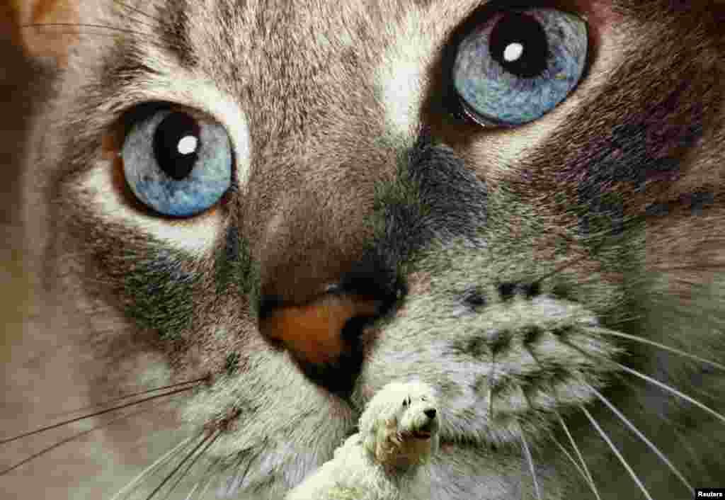 Bailey Bear, a Golden Labradoodle, sits in front of a picture of a cat during the first day of the Crufts Dog Show in Birmingham, central England. 