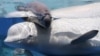 Южная Корея намерена возобновить охоту на китов