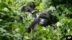 FILE - Mountain gorillas roam in Virunga National Park, near the Uganda border in eastern Congo.