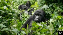 FILE - Mountain gorillas roam in Virunga National Park, near the Uganda border in eastern Congo.