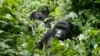 Amour et kalachnikovs au secours des gorilles des montagnes du Congo