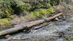Water rushes through Lagunitas Creek, where endangered coho salmon spawn from November to January, in Marin County, California, U.S. January 13, 2022. Picture taken January 13, 2022. (REUTERS/Nathan Frandino)