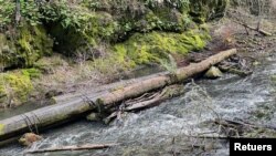 Water rushes through Lagunitas Creek, where endangered coho salmon spawn from November to January, in Marin County, California, U.S. January 13, 2022. Picture taken January 13, 2022. (REUTERS/Nathan Frandino)