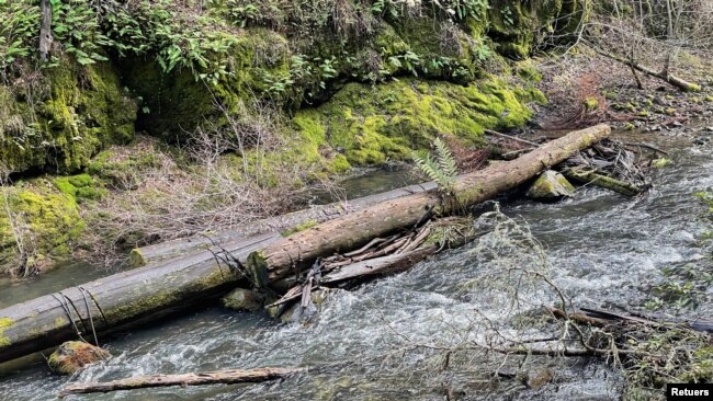 Water rushes through Lagunitas Creek, where endangered coho salmon spawn from November to January, in Marin County, California, U.S. January 13, 2022. Picture taken January 13, 2022. (REUTERS/Nathan Frandino)