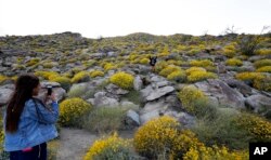 Camille Perkins (left) of Dana Point, Calif., takes a picture as her mother, Cynthia Perkins (center) also of Dana Point, jumps among blooming desert shrubs in Borrego Springs, Calif.