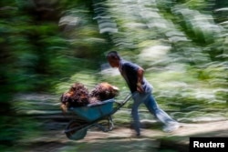 Seorang pekerja Indonesia mendorong gerobak tandan kelapa sawit di perkebunan sawit Felda Bukit Cerakah, distrik Klang, 16 April 2016.