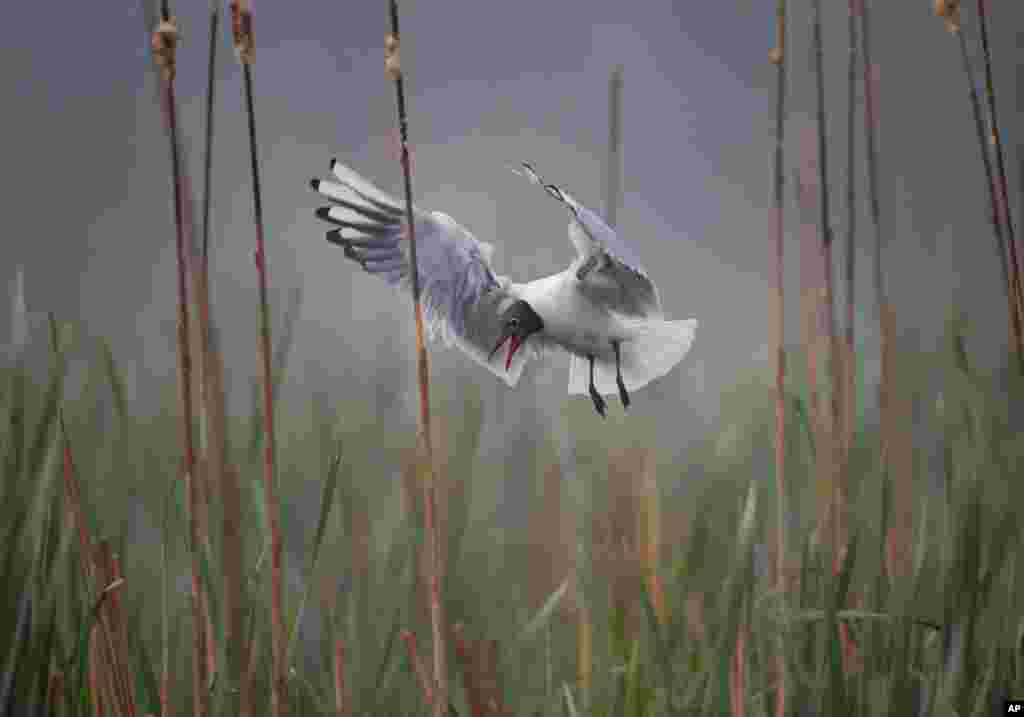 A bird hovers over her nest in the reeds on the lake near the village of Vyazyn, 65 km ( 40 miles ) north of the capital Minsk, Belarus.