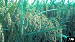 Những người ủng hộ cách canh tác theo SRI nói rằng phương pháp này trồng được nhiều lúa hơn mà lại sử dụng ít nước hơn và ít phân bón hóa học hơn