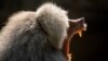 A baboon yawns in its enclosure at the Tierpark Hellabrunn zoo in Munich, Germany.