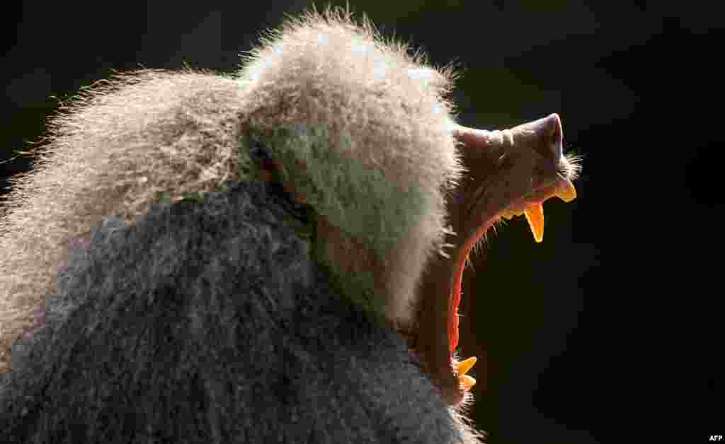 A baboon yawns in its enclosure at the Tierpark Hellabrunn zoo in Munich, Germany.