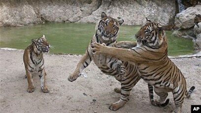 Tiger population grows 50 per cent in Thai wildlife sanctuaries - TODAY