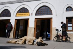 Anjing jalanan Boji, pengguna reguler komuter feri, bus, kereta metro, dan trem, tengah berbaring di tanah di dermaga Besiktas, distrik Kadikoy, Istanbul, Turki, 5 Oktober 2021. (REUTERS/ Murad Sezer)