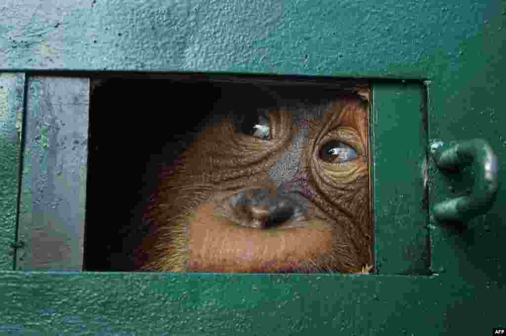 Orangutan Bon Bon looks out from inside a cage after arriving from Bali, at the Kualanamu airport in Deli Serdang in North Sumatra, Indonesia.