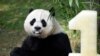 Panda Cub's Older Sister Celebrates Birthday at National Zoo