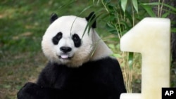 大熊猫美香2016年8月20日一周岁生日。