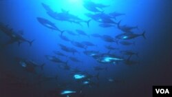 Jumlah ikan tuna sirip biru telah anjlok 80 persen sejak tahun 1970.