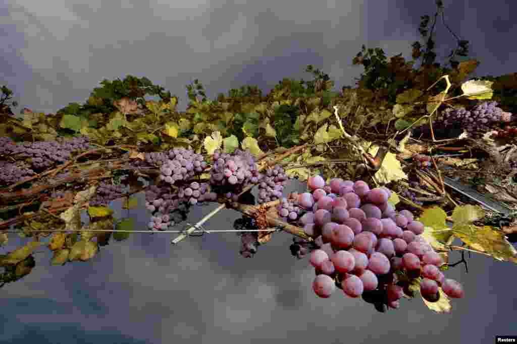 Bunches of Gewurztraminer grapes hang from the vine in a vineyard in Alsace, before harvest in Orschwihr, France.